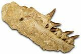 Fossil Mosasaur (Hainosaurus) Jaw Section with Teeth - Morocco #353158-4